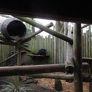 Binturong (Arctictis binturong) Enclosure