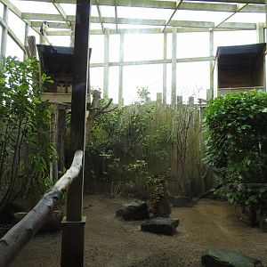Spectacled Owl (Pulsatrix perspicillata) Enclosure