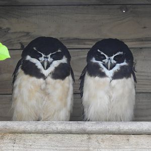 Spectacled Owls (Pulsatrix perspicillata)
