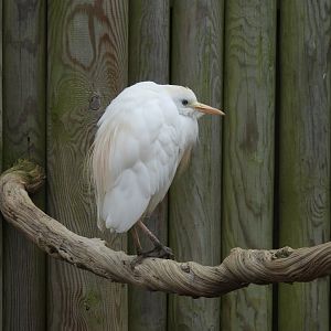 Cattle Egret (Bubulcus ibis)
