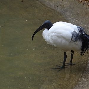 African Sacred Ibis (Threskiornis aethiopicus)