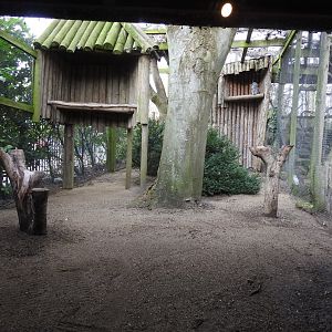 Great Grey Owl (Strix nebulosa) Aviary