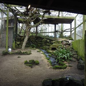 Snowy Owl (Bubo scandiacus) Aviary
