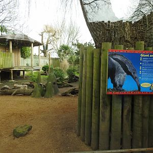 Giant Anteater (Myrmecophaga tridactyla) Enclosure