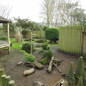 Giant Anteater (Myrmecophaga tridactyla) Enclosure 2