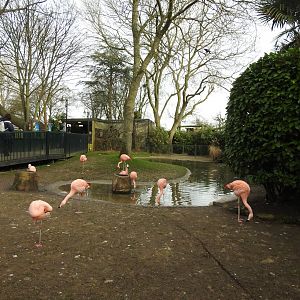 Chilean Flamingo ( Phoenicopterus chilensis) Enclosure