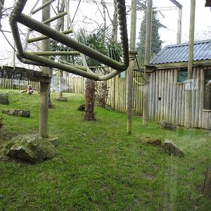 Lar Gibbon (Hylobates lar) Enclosure