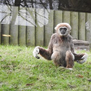 Lar Gibbon (Hylobates lar)