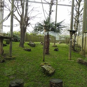 Lar Gibbon (Hylobates lar) Enclosure 2