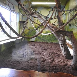 Lar Gibbon (Hylobates lar) Indoor Enclosure