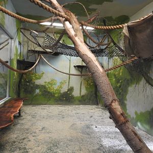 Lar Gibbon (Hylobates lar) Indoor Enclosure 2