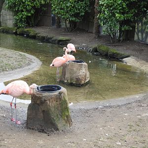 Chilean Flamingos (Phoenicopterus chilensis)