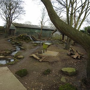 North American Beaver (Castor canadensis) and Capybara (Hydrochoerus hydrochaeris) Enclosure