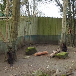 North American Beavers (Castor canadensis)