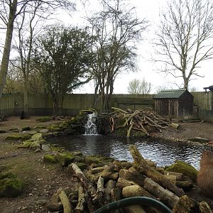 North American Beaver (Castor canadensis) and Capybara (Hydrochoerus hydrochaeris) Enclosure 4
