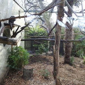White-Faced Saki Monkey (Pithecia pithecia) and Silvery Marmoset (Mico argentatus) Enclosure