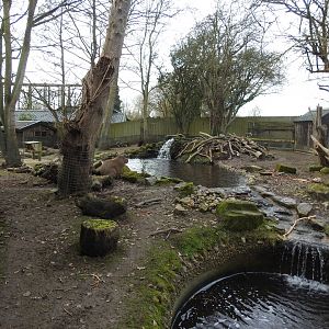 North American Beaver (Castor canadensis) and Capybara (Hydrochoerus hydrochaeris) Enclosure 5