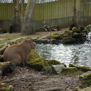 Capybara (Hydrochoerus hydrochaeris) and North American Beavers (Castor canadensis)