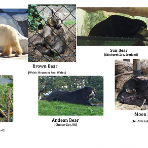 6 species of bear