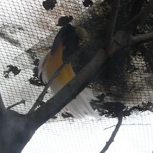 Lesser Bird of Paradise?