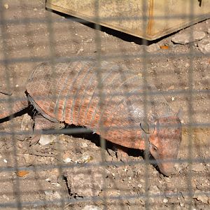 Unsigned Armadillo - Austin Zoo