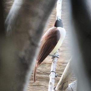 Lesser bird-of-paradise female (Paradisaea minor)