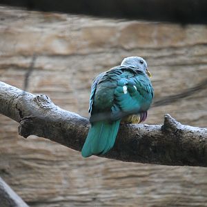 Wompoo Fruit Dove (Ptilinopus magnificus)