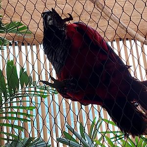 Pesquet's Parrot (Psittrichas fulgidus)