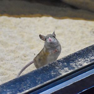 Spinifex Hopping Mouse