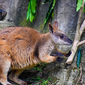 Proserpine Rock-wallaby