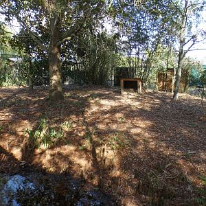 Jan. 2022 - Wild Florida - Coyote Exhibit (Half of It)