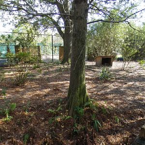 Jan. 2022 - Wild Florida - Coyote Exhibit (Half of It)