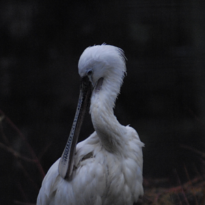Spoonbill - Cotswolds 2021