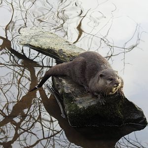 Asian Short-Clawed Otter (Aonyx cinereus)