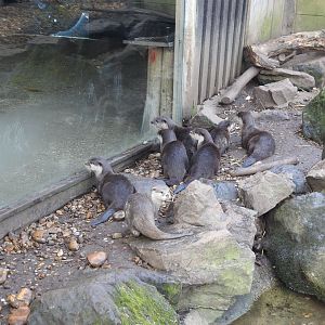 Asian Short-Clawed Otters (Aonyx cinereus)