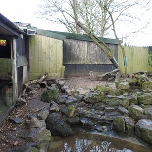 Asian Short-Clawed Otter (Aonyx cinereus) Enclosure