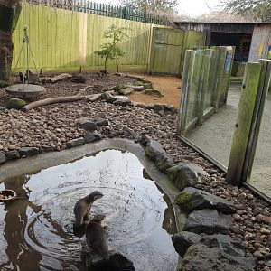 Asian Short-Clawed Otter (Aonyx cinereus) Enclosure 2