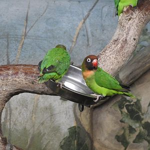 Black-Cheeked Lovebirds (Agapornis nigrigenis)