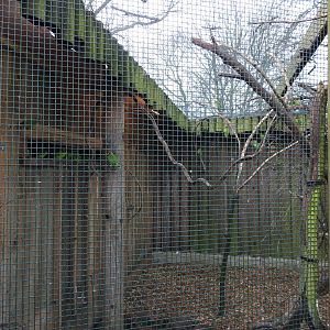 Black-Cheeked Lovebird (Agapornis nigrigenis) Outdoor Aviary
