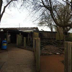 Asian Small-Clawed Otter (Aonyx cinereus) Enclosure 3