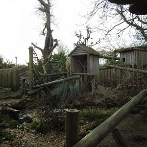 Red Panda (Ailurus fulgens) Enclosure