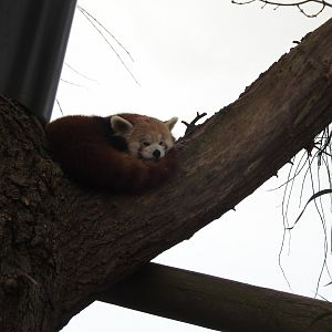 Red Panda (Ailurus fulgens)