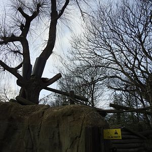 Red Panda (Ailurus fulgens) Enclosure 3