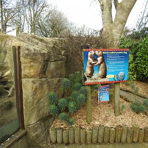 Black-Tailed Prairie Dog (Cynomys ludovicianus) Sign