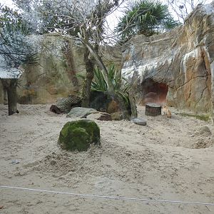 Fennec Fox (Vulpes zerda) Enclosure
