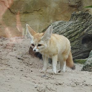 Fennec Fox (Vulpes zerda)