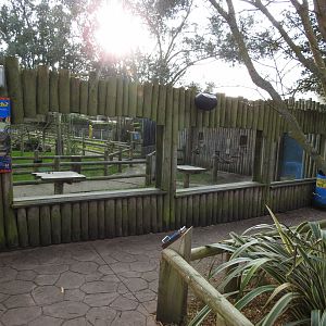 Ring-Tailed Lemur (Lemur catta) and Black Lemur (Eulemur macaco) Viewing Area