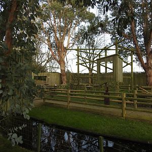 Ring-Tailed Lemur (Lemur catta) and Black Lemur (Eulemur macaco) Walkthrough