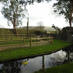 Ring-Tailed Lemur (Lemur catta) and Black Lemur (Eulemur macaco) Walkthrough 2