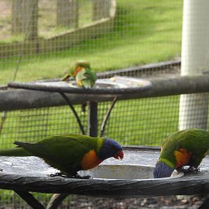 Rainbow/Coconut? Lorikeets (Trichoglossus sp.)